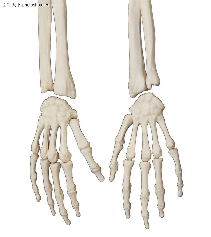 人体器官,综合,手掌+手指