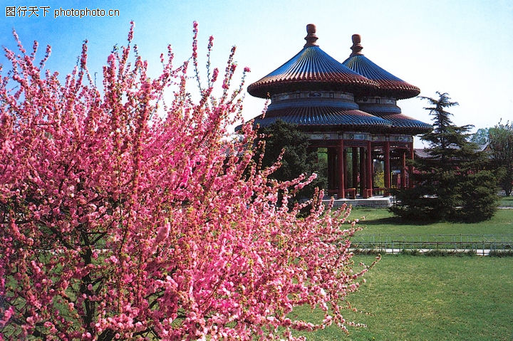 历史古迹,首都风光,花朵 果树 凉亭,天坛景观