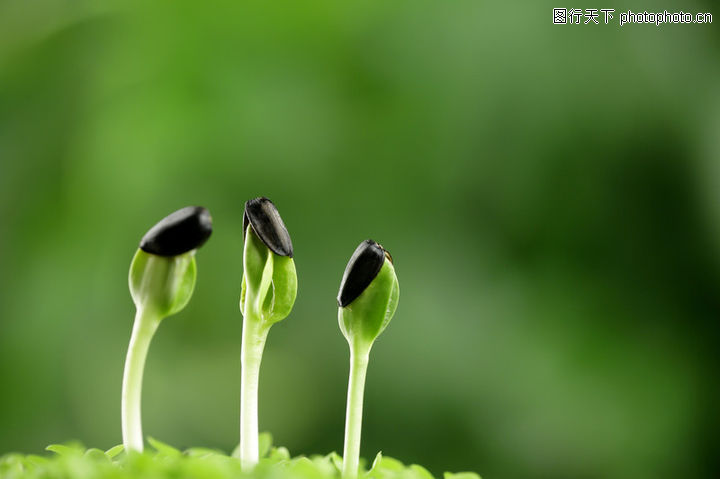 农业,豆芽+发芽