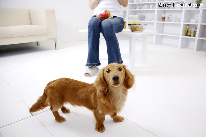 女性宠物0041-女性宠物图-休闲图库-家有爱犬