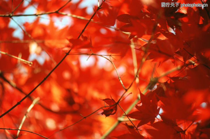 树种+视野+丰富