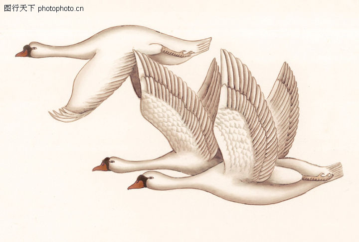 中国国画,大雁