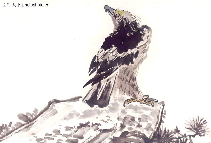 飞禽走兽0011-飞禽走兽图-中国国画图库-孤鹰