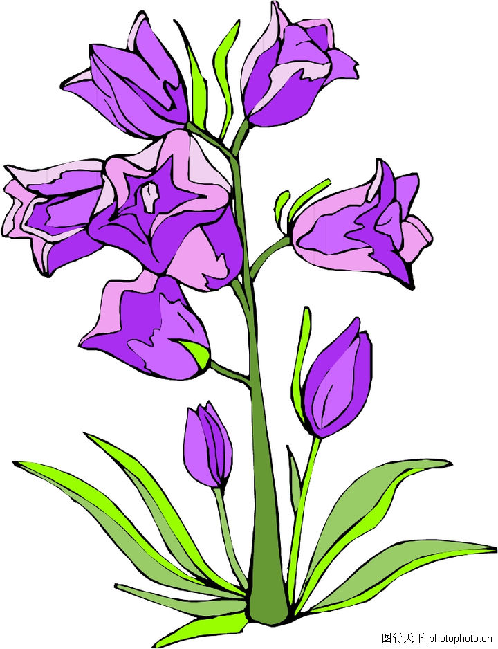 花草2240-花草图-植物图库