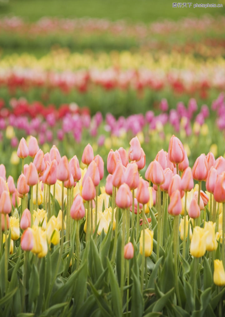 4-晴空下的鲜花图-植物图库-鲜花世界 花田里 郁