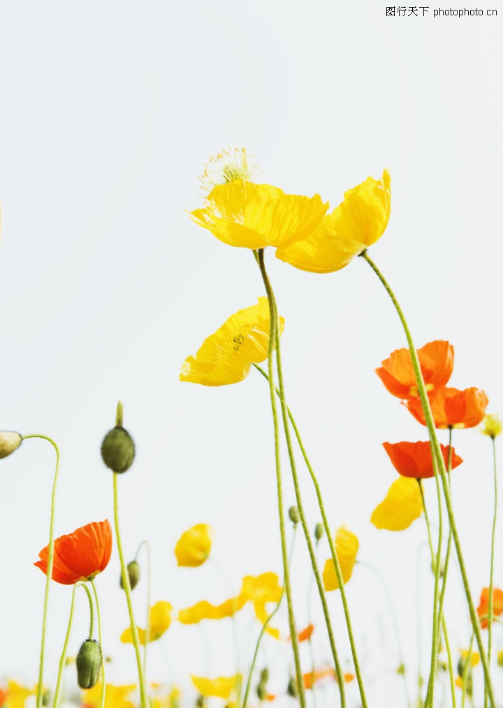 空下的鲜花0182-晴空下的鲜花图-植物图库-花圃 种植