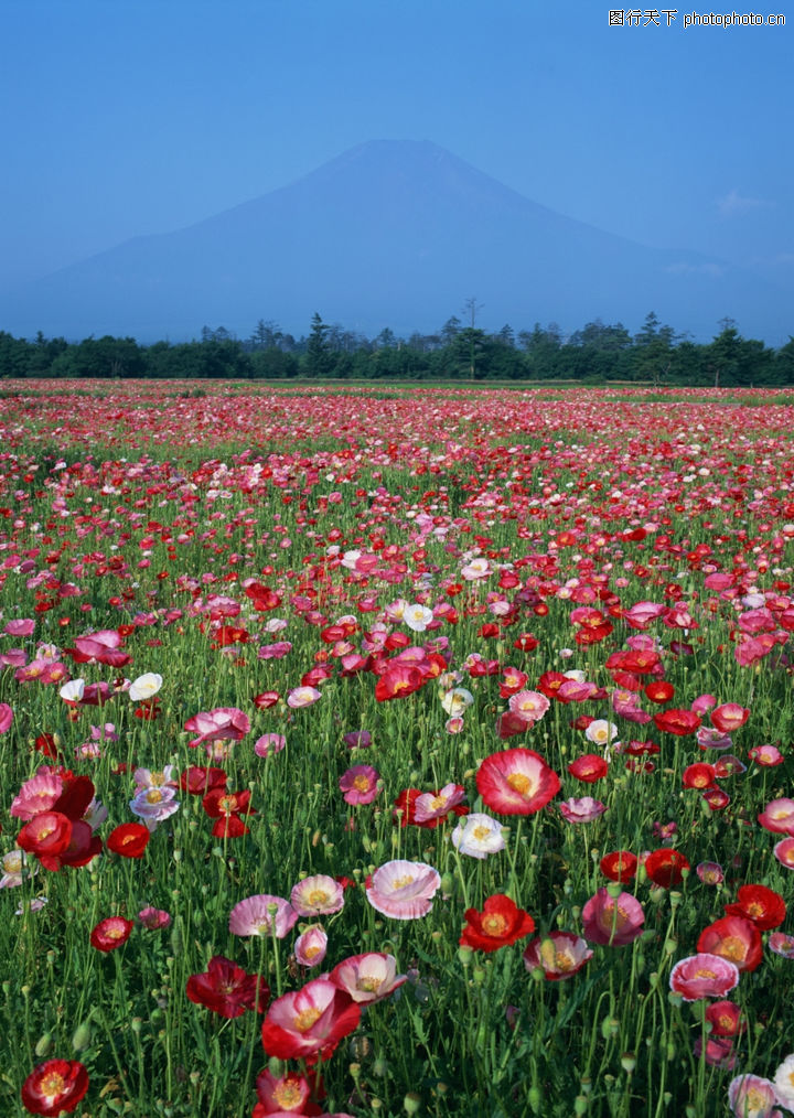 植物,花艺+花圃