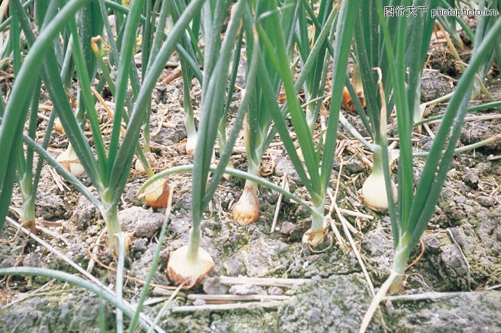 田园清蔬0031-田园清蔬图-植物图库-香葱 种植