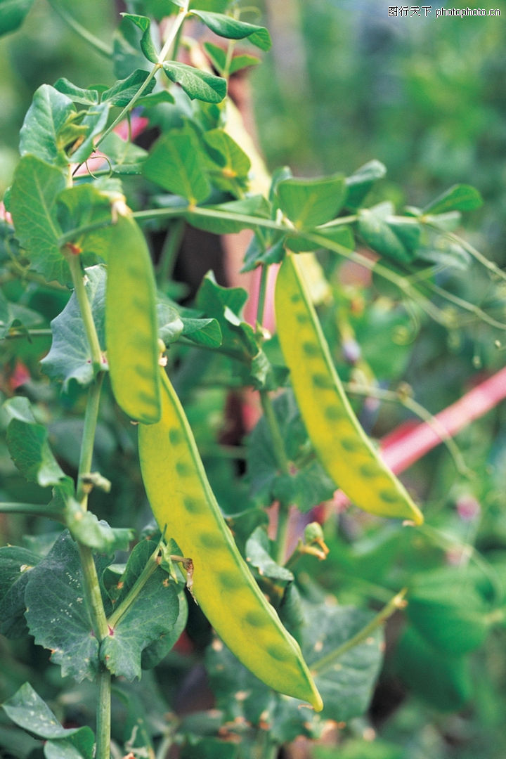 植物,豆荚,田园清蔬0044
