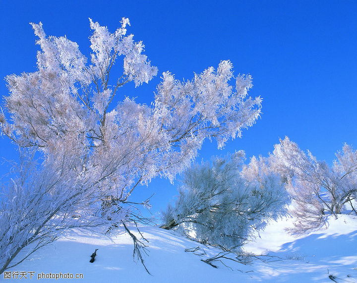 【描写雪和松树的诗句】