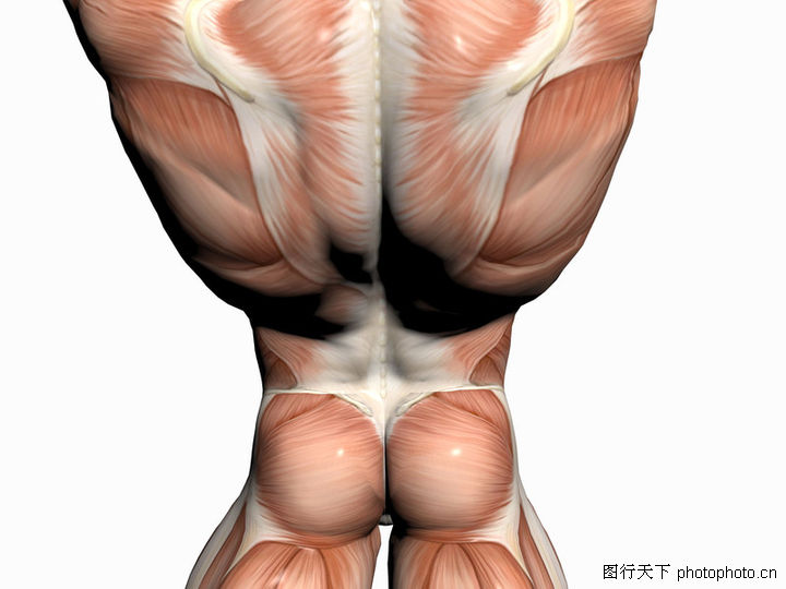 肌肉人体模型0014-肌肉人体模型图-综合图库-