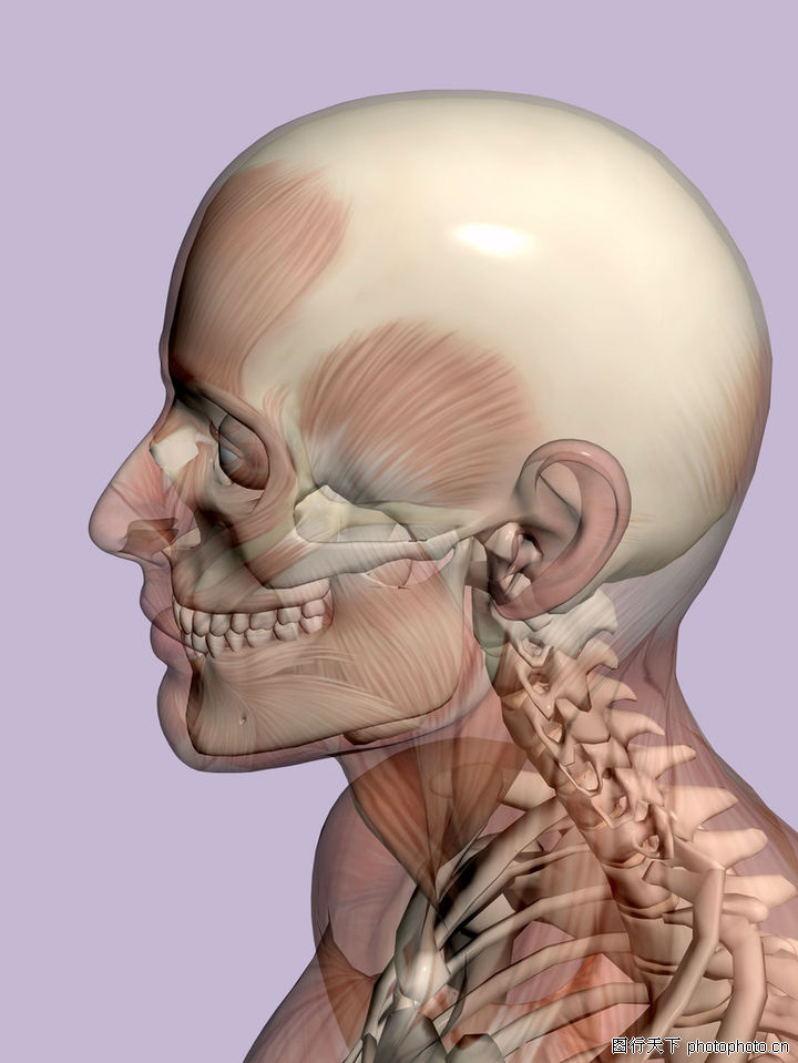 肉人体模型,综合,肩胛提肌 斜方肌 胸锁乳突肌