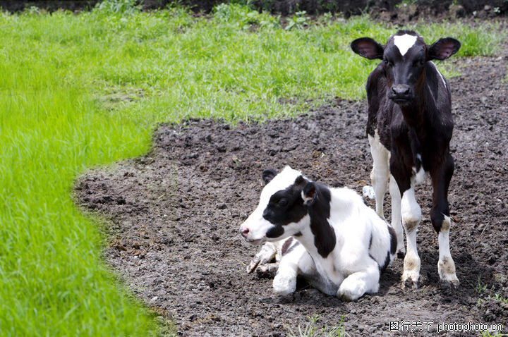 乳牛牧场0017-乳牛牧场图-动物图库-摊坐 湿地