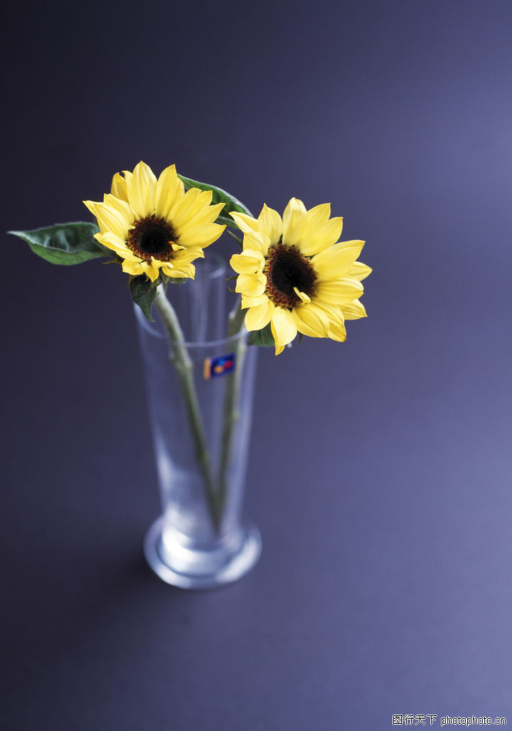 花艺摆设0248-花艺摆设图-风景图库-插在玻璃