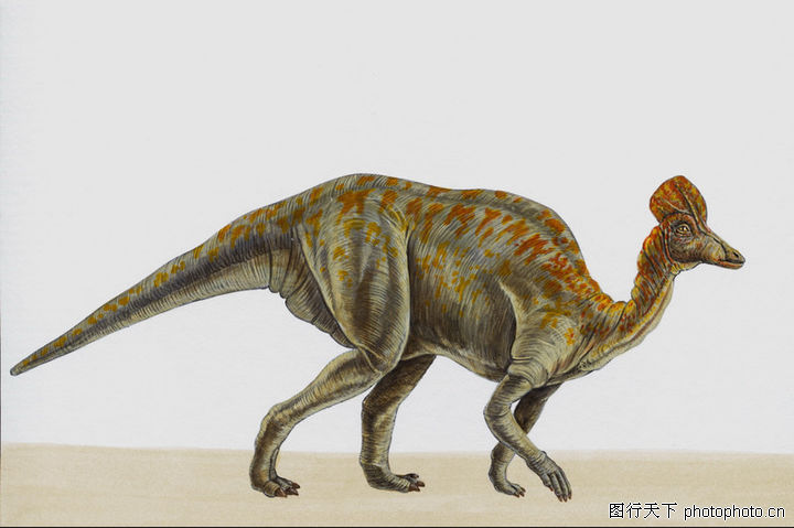 装饰小品,恐龙+爬行+食草,恐龙