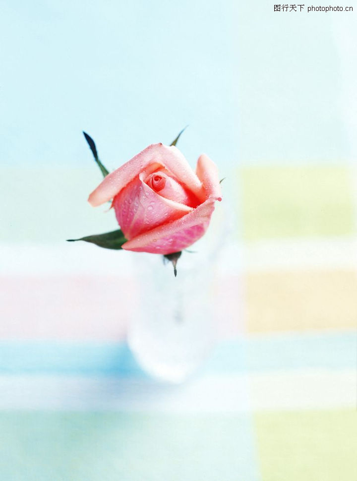 花艺摆设0183-花艺摆设图-植物图库-红玫瑰 花艺