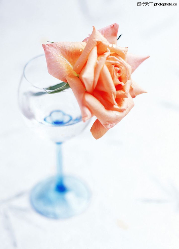 花艺摆设0190-花艺摆设图-植物图库-粉色月季