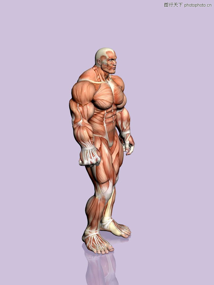 肌肉人体模型0015-肌肉人体模型图-美容健身图