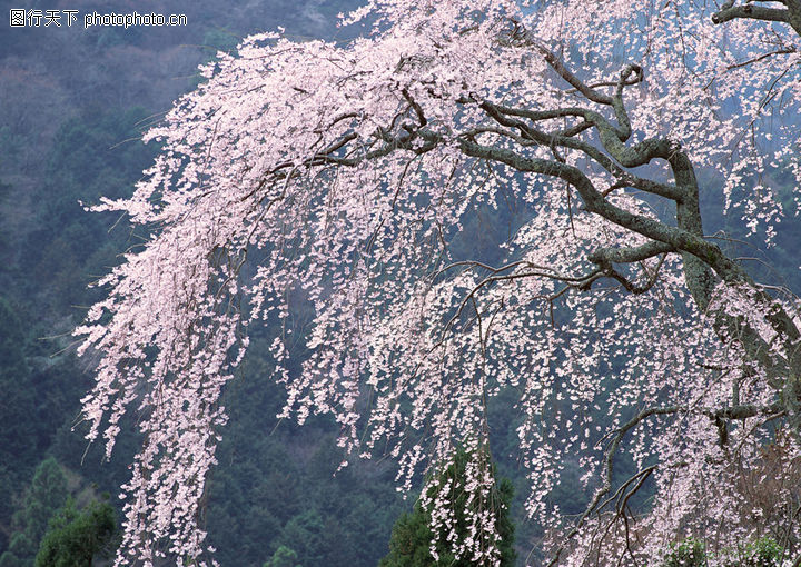 樱花与富士山0034-樱花与富士山图-自然风景图