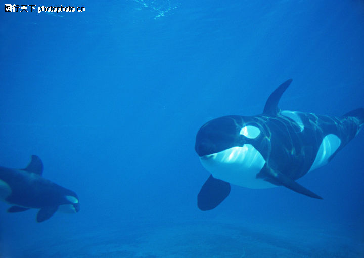 海豚鲸鱼企鹅0157-海豚鲸鱼企鹅图-动物图库-