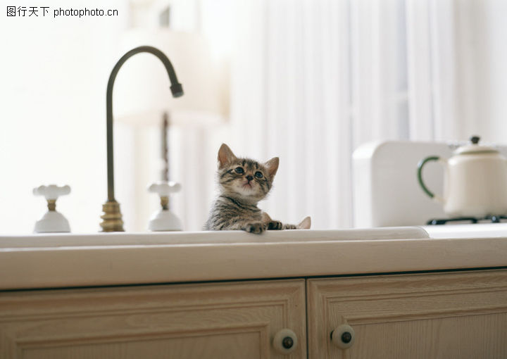 猫狗当家0181-猫狗当家图-动物图库-小狗 桌子