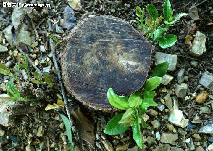 树木年轮3d材质贴图cad材质库免费下载|树木年