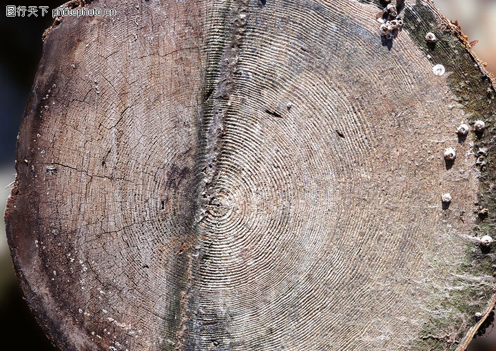 树木年轮3d材质贴图cad材质库免费下载|木头年