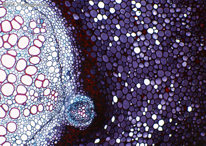 细胞微观世界0016-细胞微观世界图-时新科技图