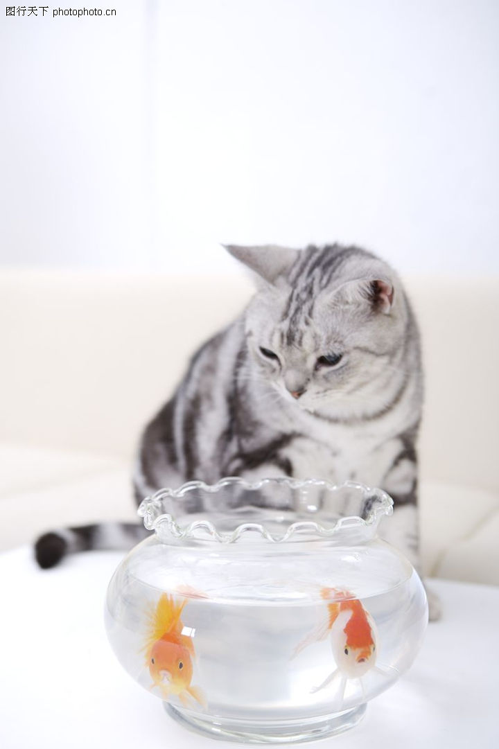 猫和老鼠0003-猫和老鼠图-动物图库-猫和鱼