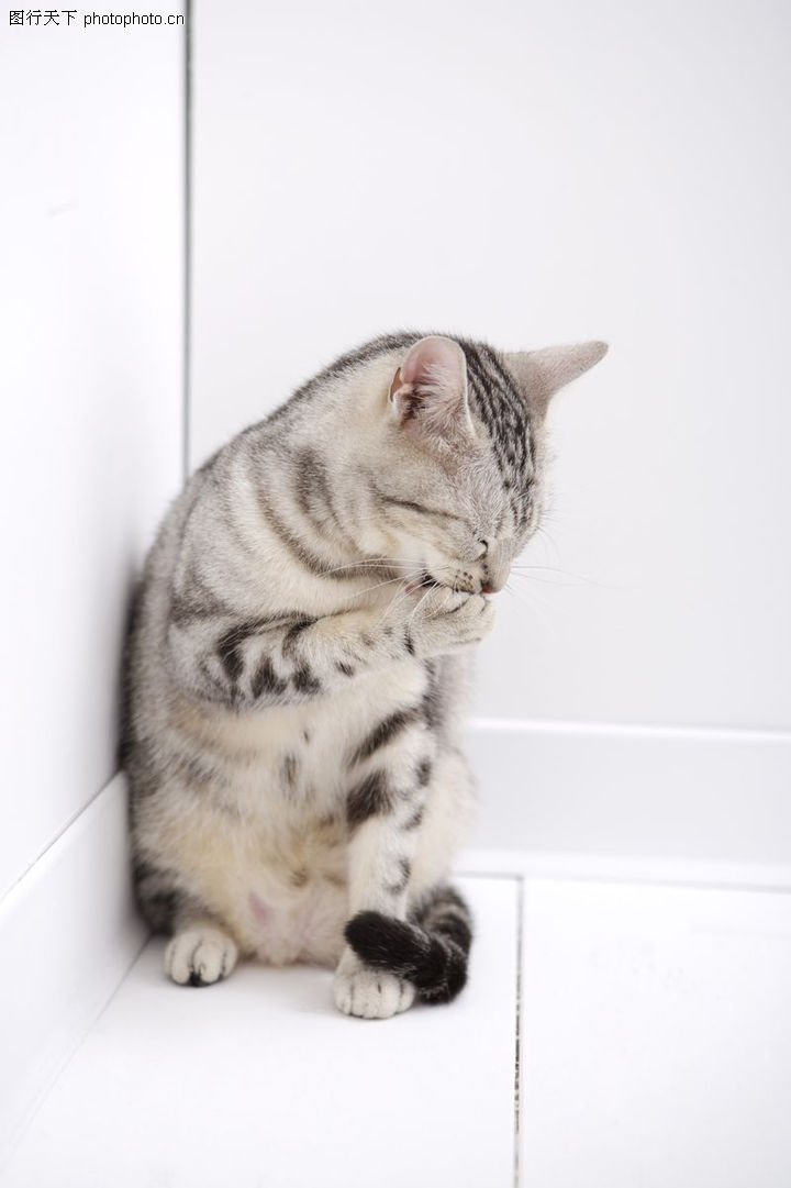 猫和老鼠,动物,可爱猫咪