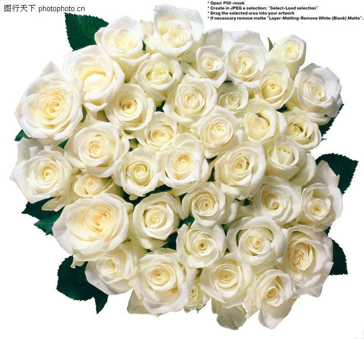 玫瑰花束,鲜花,白玫瑰