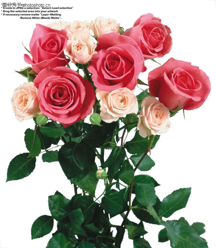 鲜花图库-白玫瑰