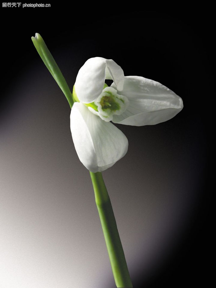 百合花0001-百合花图-鲜花图库