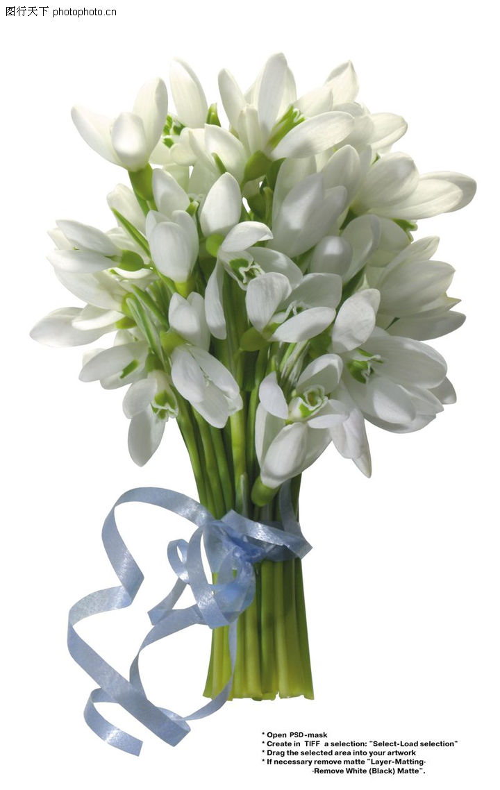 百合花0016-百合花图-鲜花图库