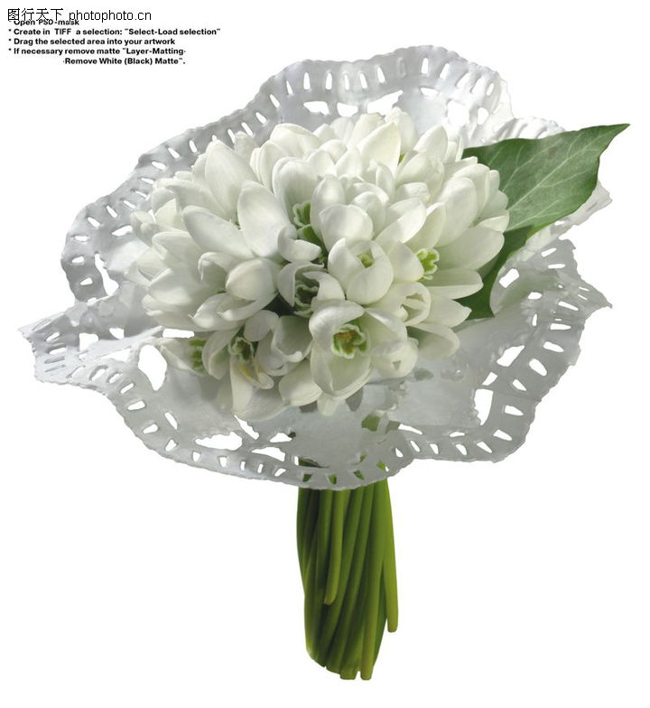 百合花0025-百合花图-鲜花图库