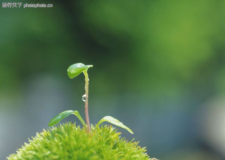 生0076-绿芽新生图-鲜花图库-发芽 新生事物 植