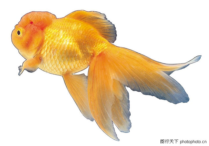 七彩鱼0034-七彩鱼图-动物图库-观赏鱼 金鱼 黄