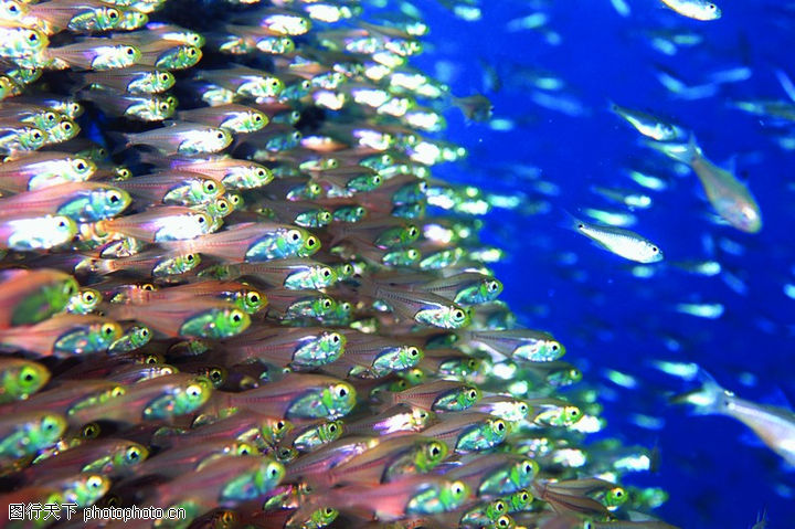 海底观赏; 海底生物图片素材;; 海洋鱼群图片
