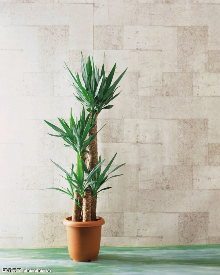 日常用品,生活,绿叶+花卉