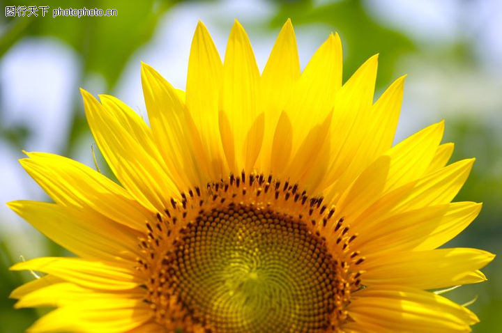 向日葵太阳花0034-向日葵太阳花图-自然风景图