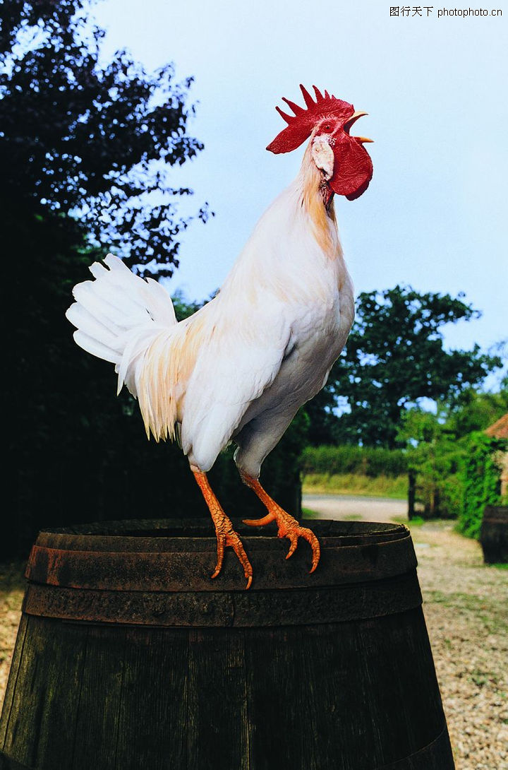 农场记趣0170-农场记趣图-动物图库-打鸣