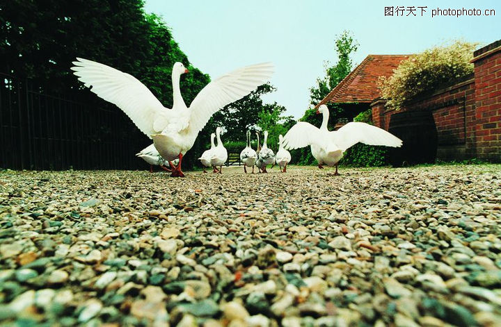 农场记趣0211-农场记趣图-动物图库-白鹅 家禽