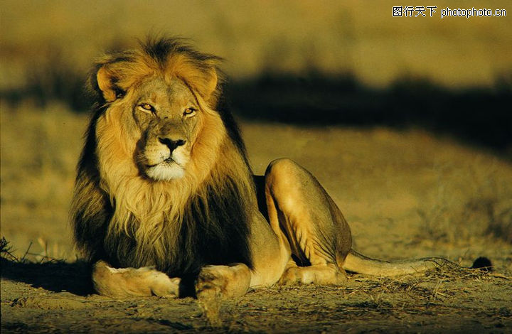 兽中之王0046-兽中之王图-动物图库-狮子