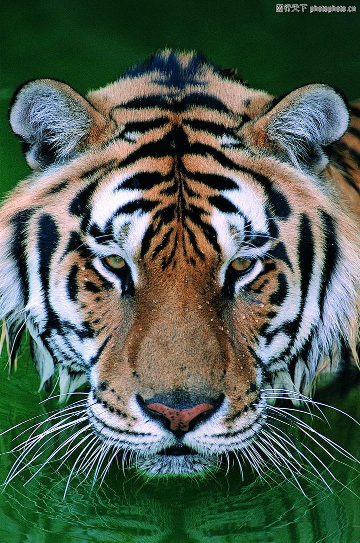 大型猫科动物0022