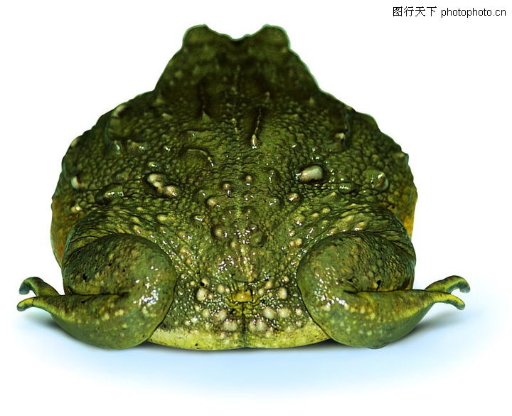 蜻蛙0004-蜻蛙图-动物图库