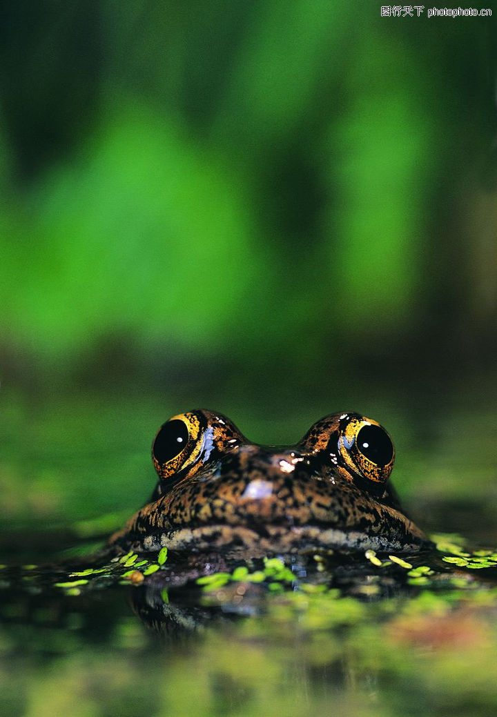 蜻蛙,动物,蜻蛙0009