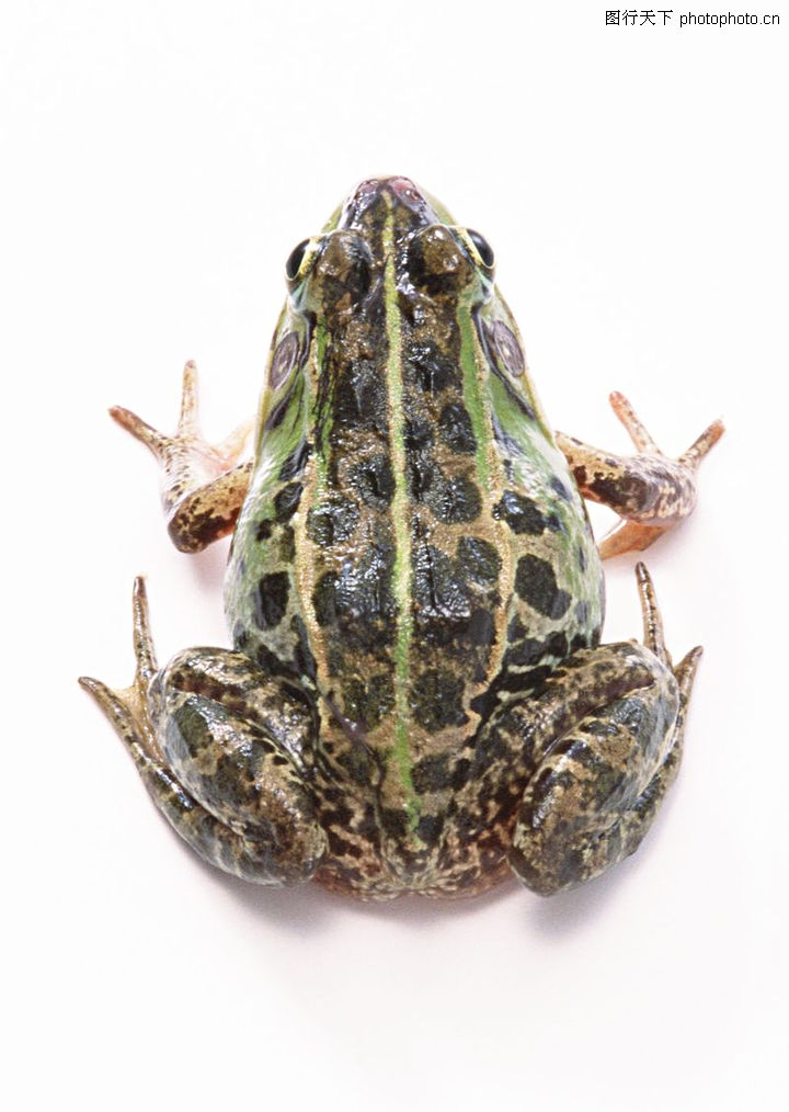 蜻蛙,动物,蜻蛙0012