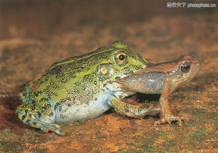 蜻蛙0073-蜻蛙图-动物图库