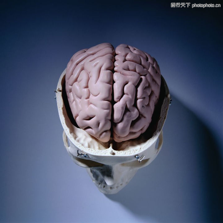 医疗,人脑模型