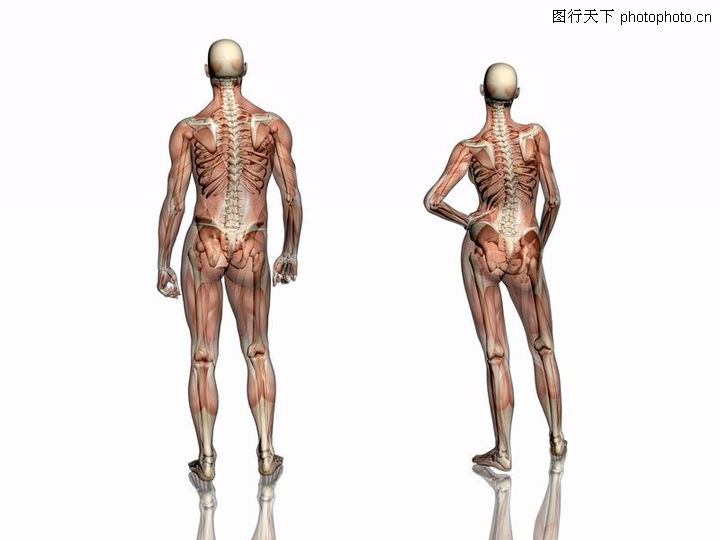 肌肉人体模型0085-肌肉人体模型图-医疗图库
